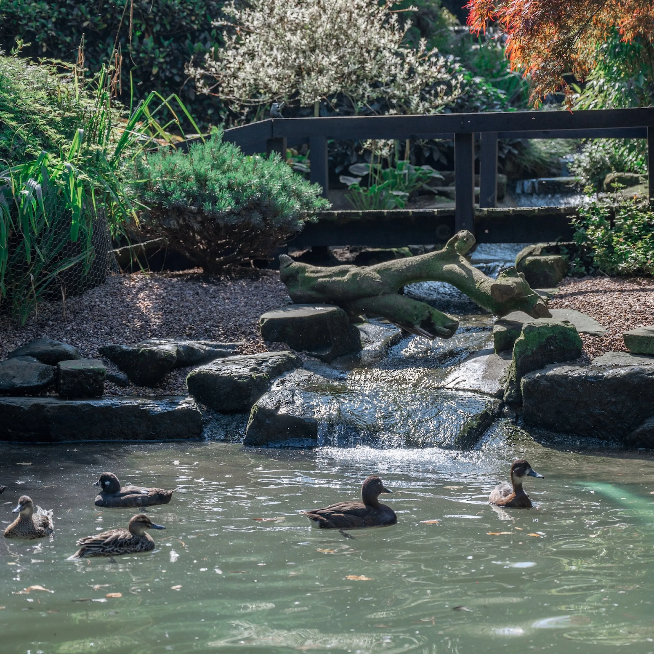 Water feature and pond at Flamingo Falls botanical gardens, Mobberley